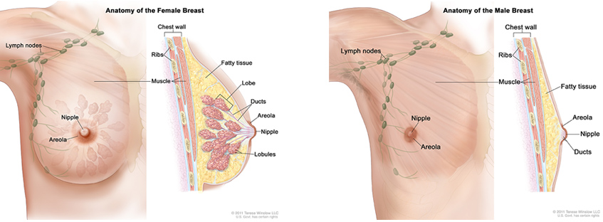 breast cancer anatomy illustration - Alliance Cancer Specialists